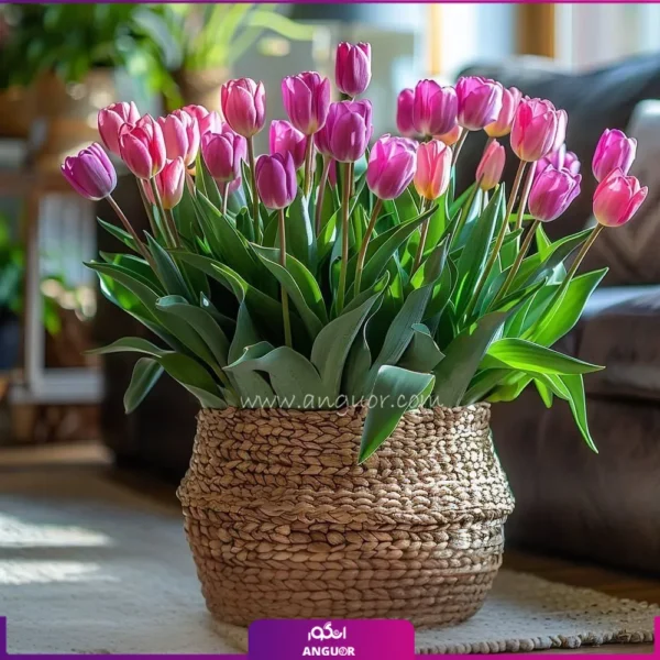 30 شاخه گل لاله صورتی در سبد ارسال از انگور
