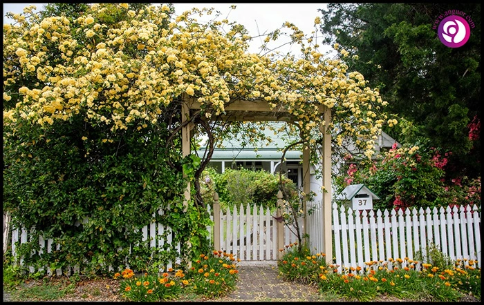 آبشار طلایی