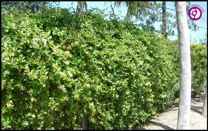 پیچ امین‌الدوله