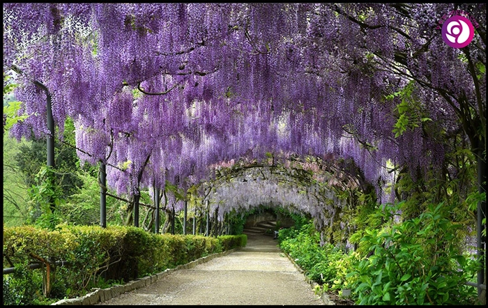 پیچ ویستریا