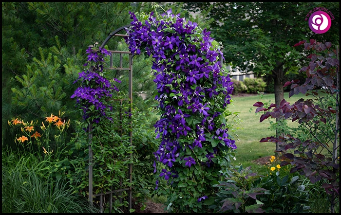 پیچ کلماتیس