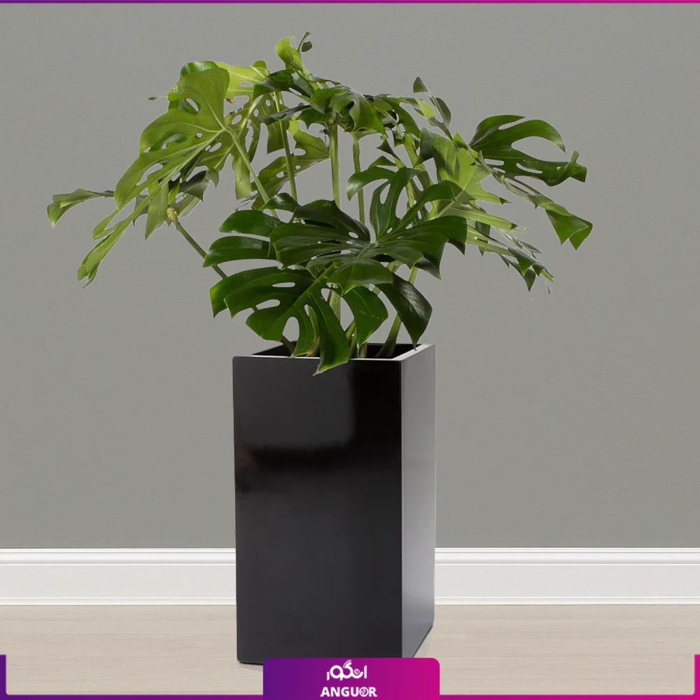 گلدان هدیه لوکس برگ انجیری  (مونسترا) - Image 2