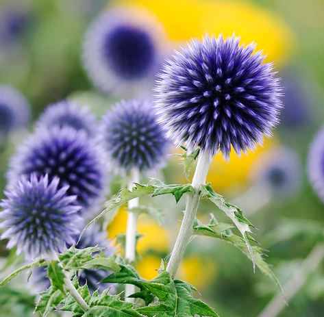 گل های به رنگ آبی - انگور Echinops