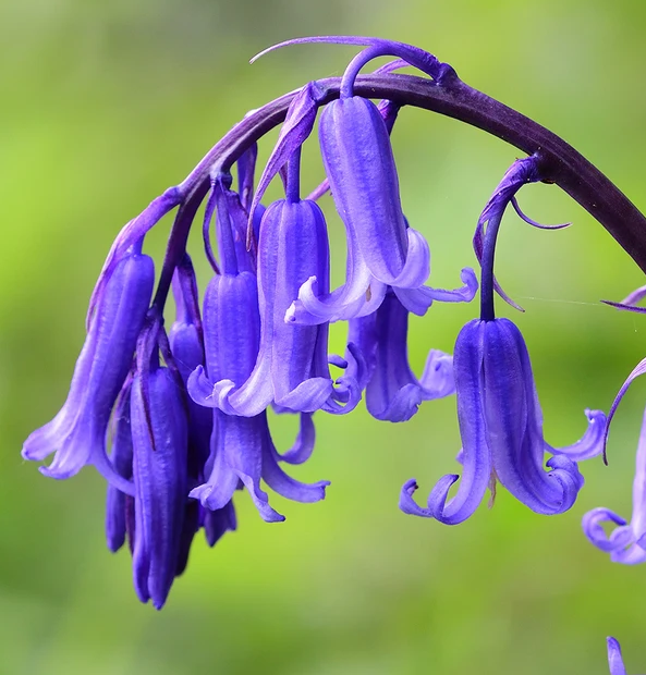 گل های به رنگ آبی - انگور Hyacinthoides