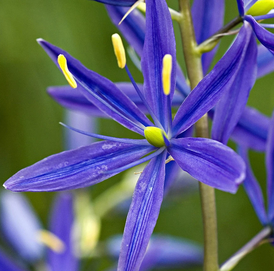 گل های به رنگ آبی - انگور Camassia