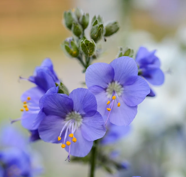 گل های به رنگ آبی - انگور Polemonium