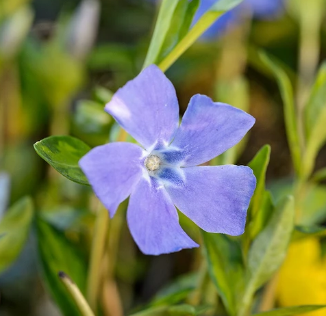 گل های به رنگ آبی - انگور Vinca