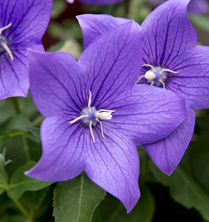 گل های به رنگ آبی - انگور Platycodon