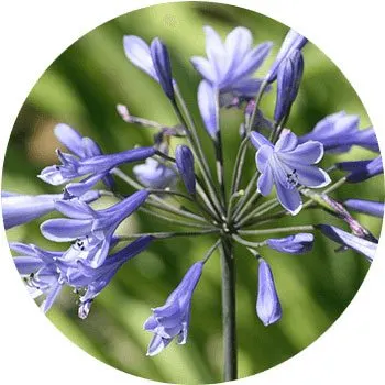 گل های به رنگ آبی - انگور Agapanthus