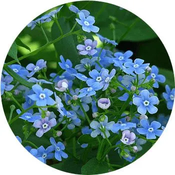 گل های به رنگ آبی - انگور Brunnera