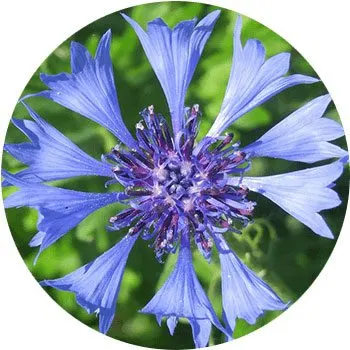 گل های به رنگ آبی - انگور Cornflower