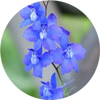 گل های به رنگ آبی - انگور Delphinium