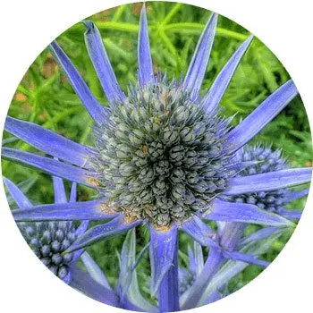 گل های به رنگ آبی - انگور Eryngium