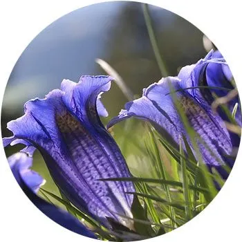 گل های به رنگ آبی - انگور Gentiana