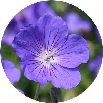 گل های به رنگ آبی - انگور Geranium