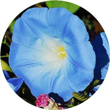 گل های به رنگ آبی - انگور Ipomoea