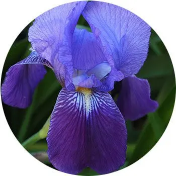 گل های به رنگ آبی - انگور Iris