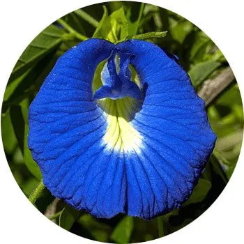 گل های به رنگ آبی - انگور Lathyrus