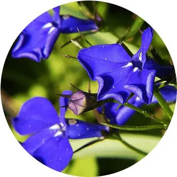 گل های به رنگ آبی - انگور Lobelia