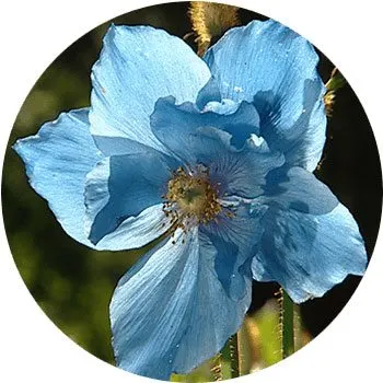 گل های به رنگ آبی - انگور Meconopsis