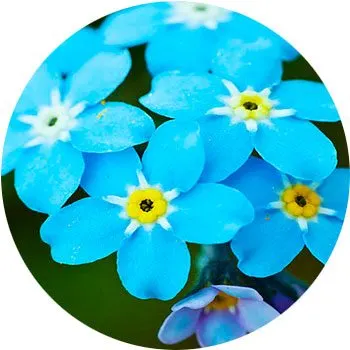 گل های به رنگ آبی - انگور Forget-Me-Not