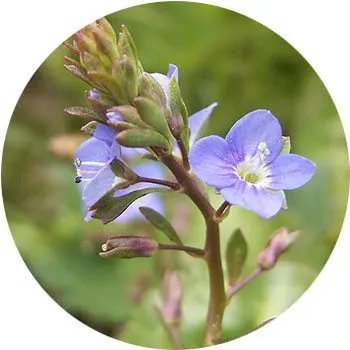 گل های به رنگ آبی - انگور Veronica