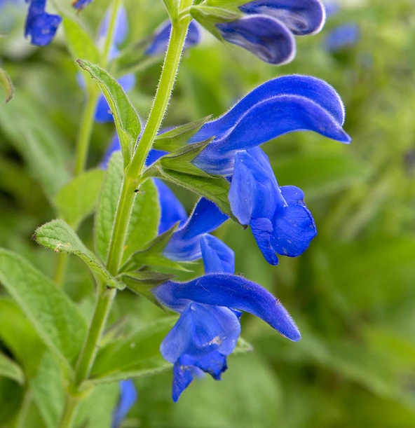 گل های به رنگ آبی - انگور Salvia