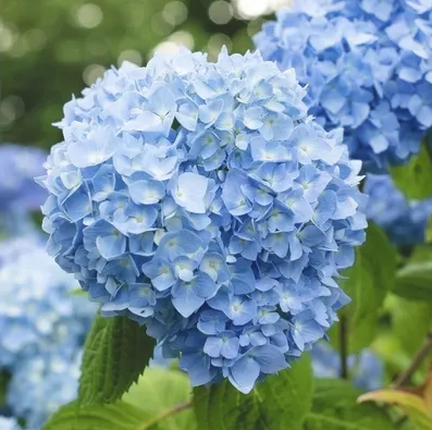 گل های به رنگ آبی - انگور Hydrangea