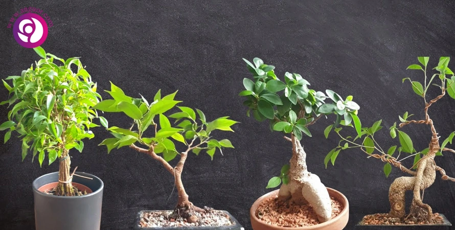 انواع بونسای آپارتمانی - انگور انواع بونسای فیکوس