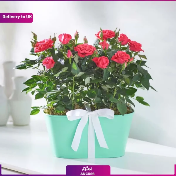 گل رز قرمز و ارسال به انگلستان