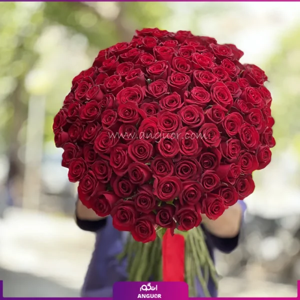 105 شاخه رز قرمز مناسب برای ولنتاین