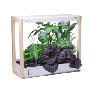 باغچه خانگی: راهنمای کامل برای پرورش سبزیجات تازه در خانه - انگور