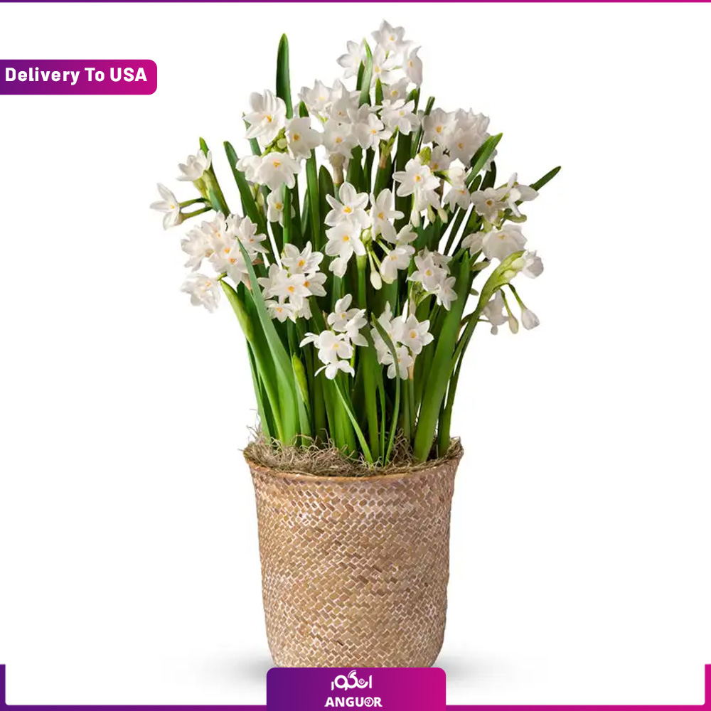 7 گل کاغذی(تحویل در امریکا) - Image 1