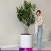 گلدان فایبرگلاس پیله موآ سایز بزرگ (رفلکسا dracaena Reflexa)