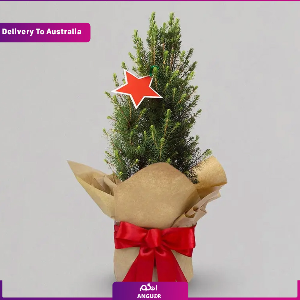 5 گل کریسمس عالی (تحویل در استرالیا) - Image 1