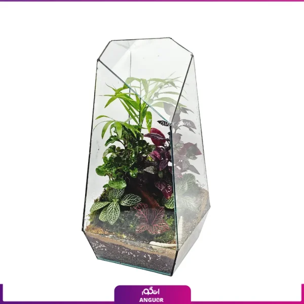 معرفی گیاهان جان سخت - انگور